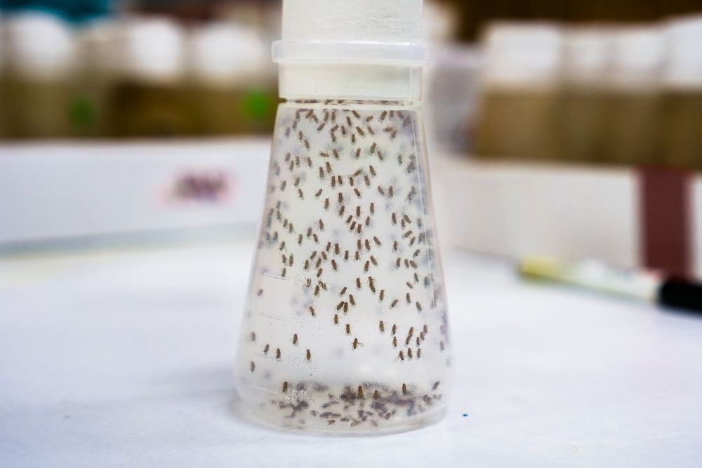 Apple cider vinegar gnat trap