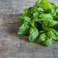 Basil plant care