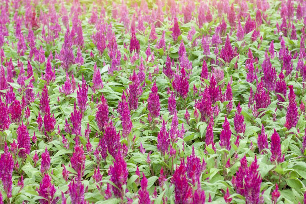Celosia