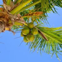 Coconut tree care