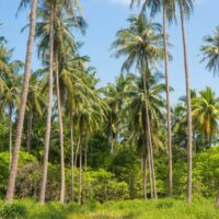 Coconut tree variety