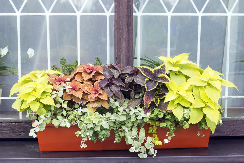 Coleus