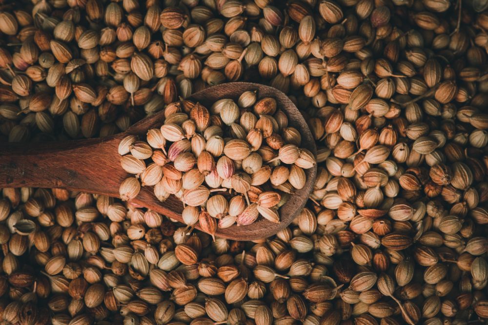 Coriander seeds