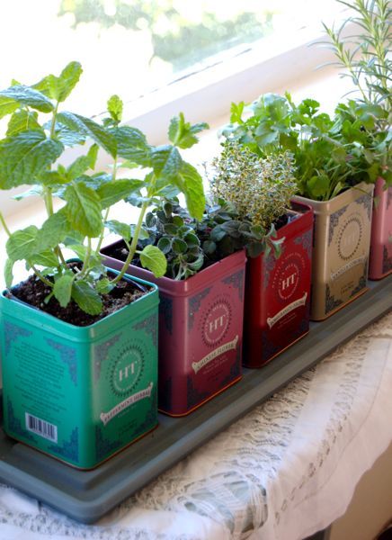 Diy tea tin herb garden