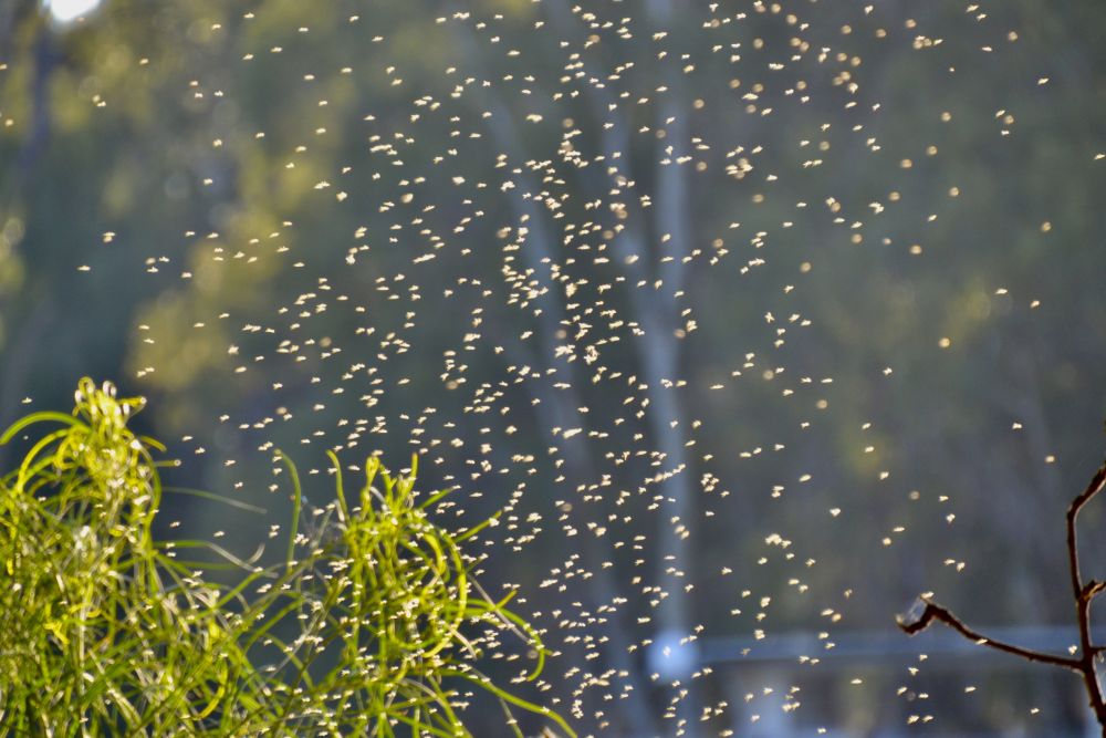 Drain fly life cycle