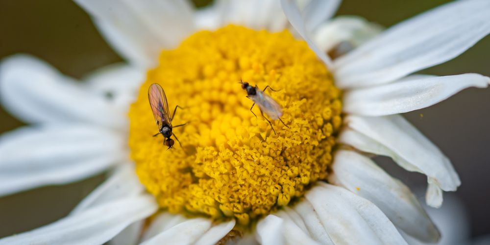 Gnats combat grow marigolds