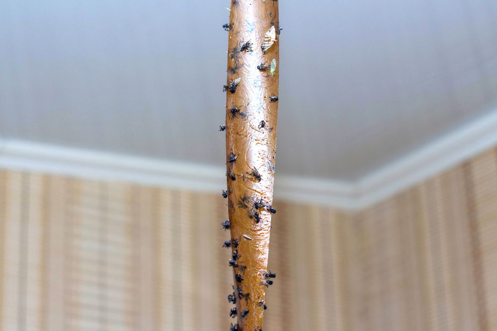 Gnats sticky tape