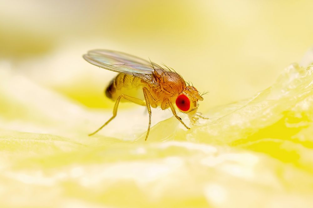 How to get rid of gnats