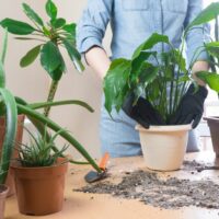How to repot a plant