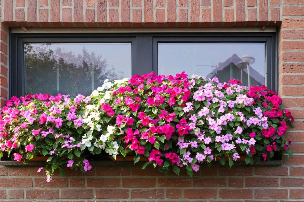 Impatiens