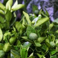 Lime tree varieties