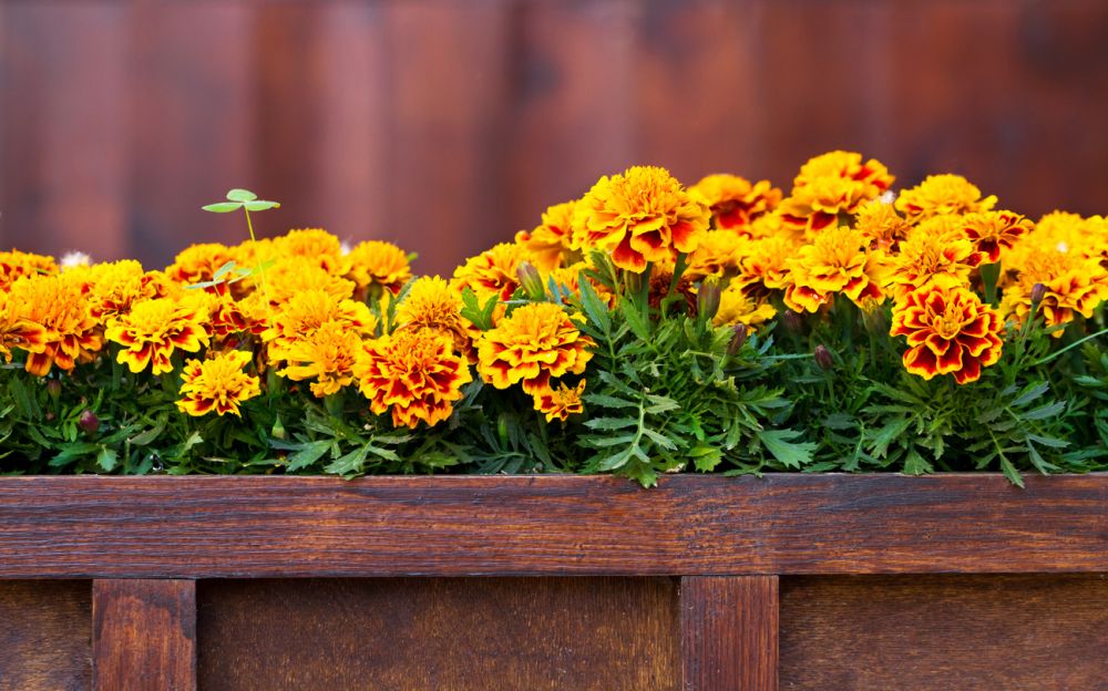 Marigold