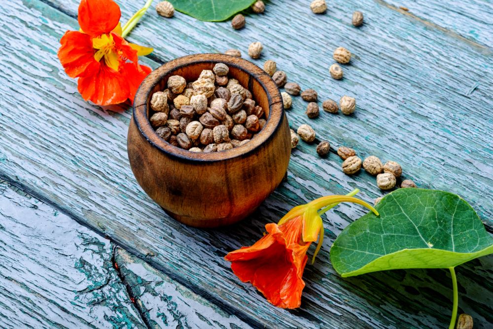 Nasturtium seeds