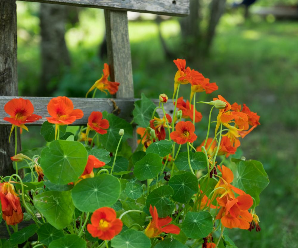 Nasturtium