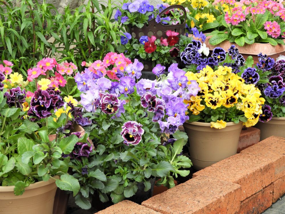 Pansies