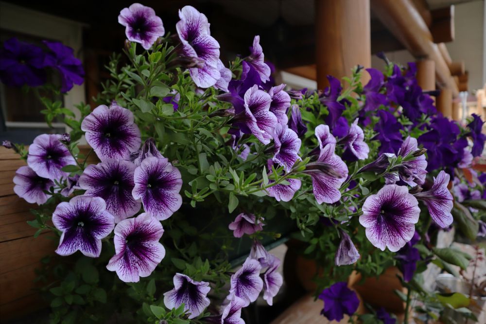 Petunia