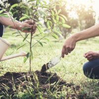 tree planting