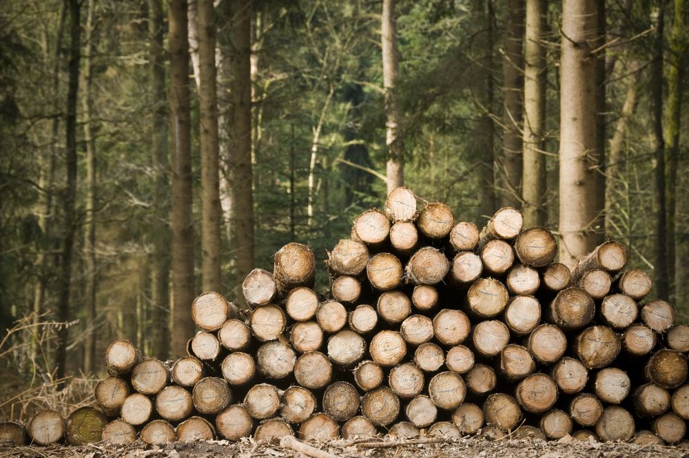 Raw wood