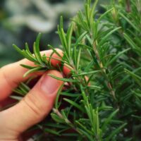 Rosemary substitutes