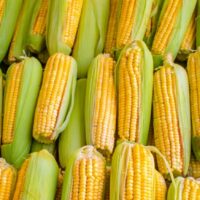 how to store corn on the cob