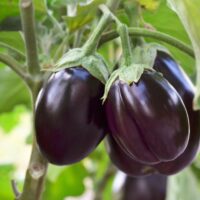 how to store eggplant