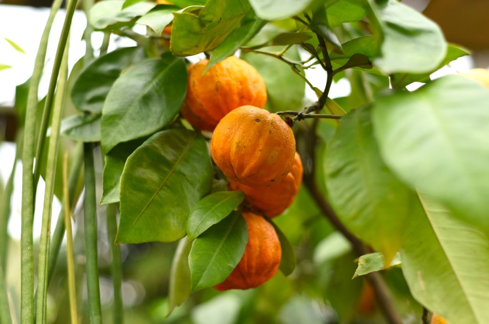 Substitutes for lime juice bitter oranges