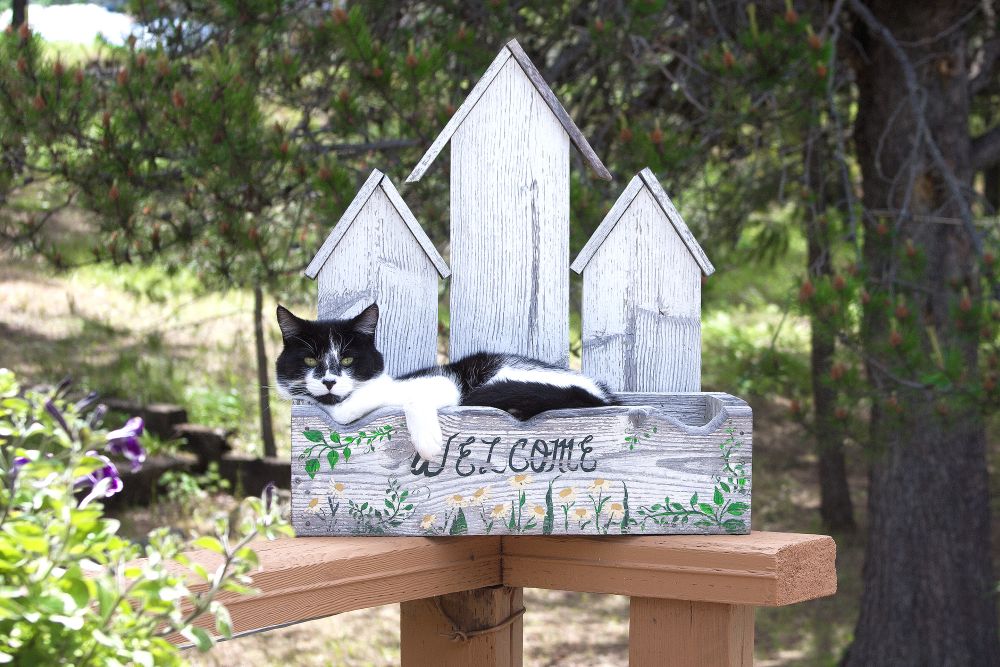 Welcome sign cat spot