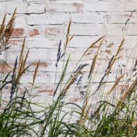 Whiwashing brick wall