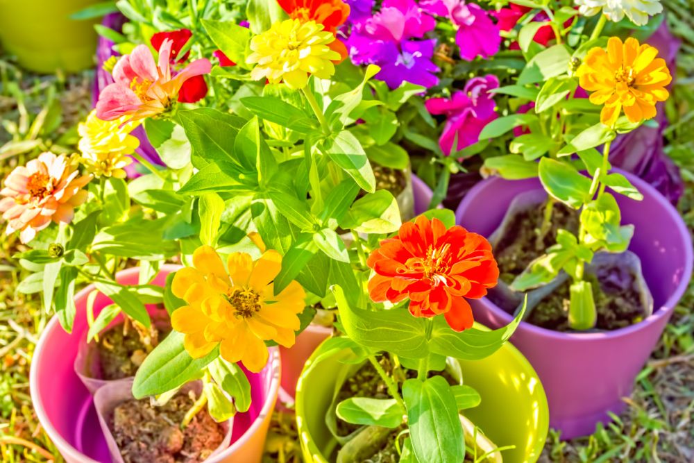 Zinnia